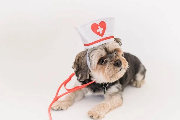 Themed content series can make your pet care tips more engaging and easy to follow. By focusing on a specific topic each week or month, you can provide in-depth advice and create anticipation for upcoming posts.